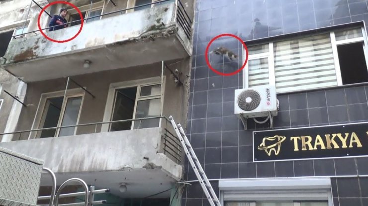 İnatçı kedi itfaiyecileri pes ettirdi