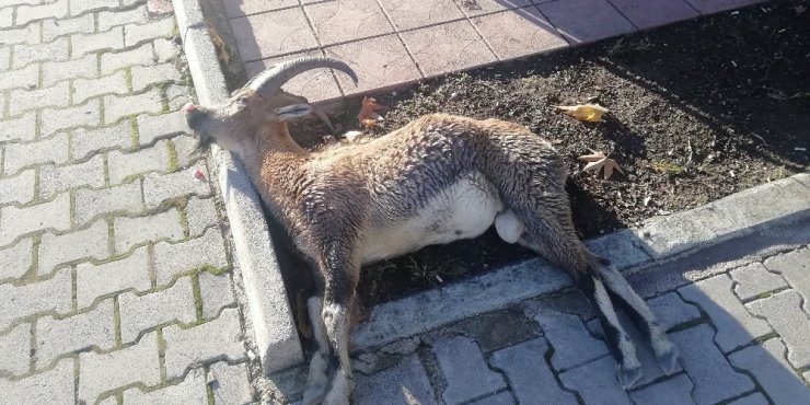 Karayoluna inen dağ keçisine araç çarptı