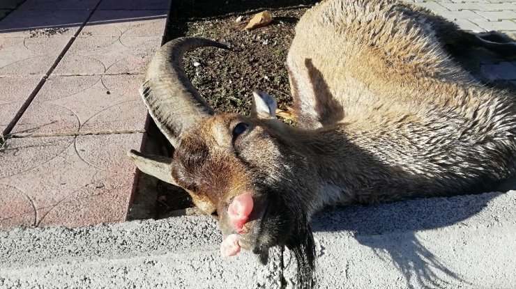 Karayoluna inen dağ keçisine araç çarptı