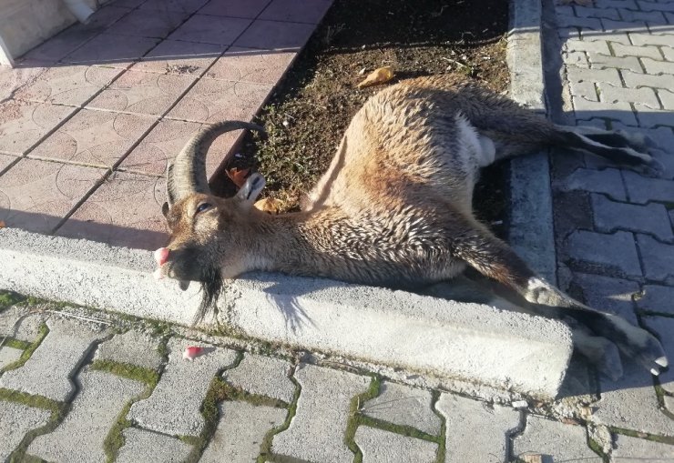Karayoluna inen dağ keçisine araç çarptı