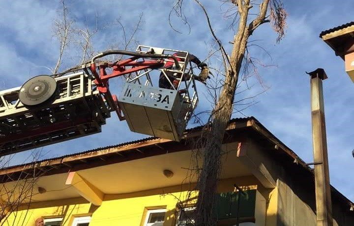 Bingöl’de ağaçta mahsur kalan kedi kurtarıldı