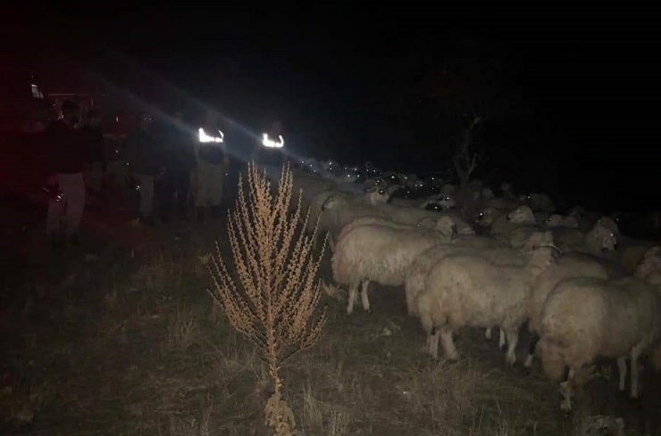 Siste kayıp olan 150 koyun, 9 saatlik çalışma ile buldu