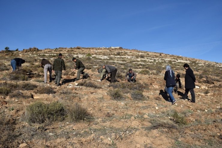 15 bin kekik toprakla buluştu