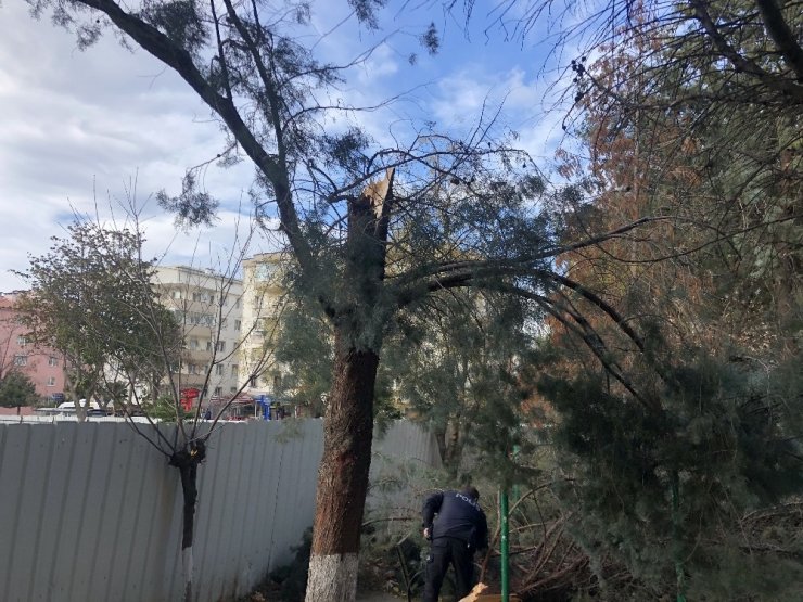 Lodosta devrilen ağacın altında kaldı