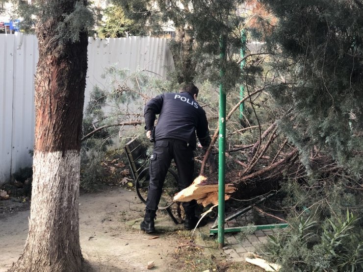 Lodosta devrilen ağacın altında kaldı