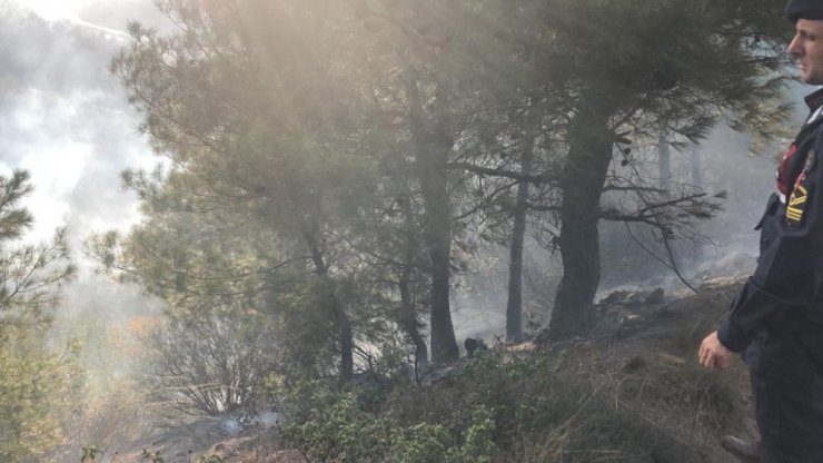 Gemlik’de orman yangını