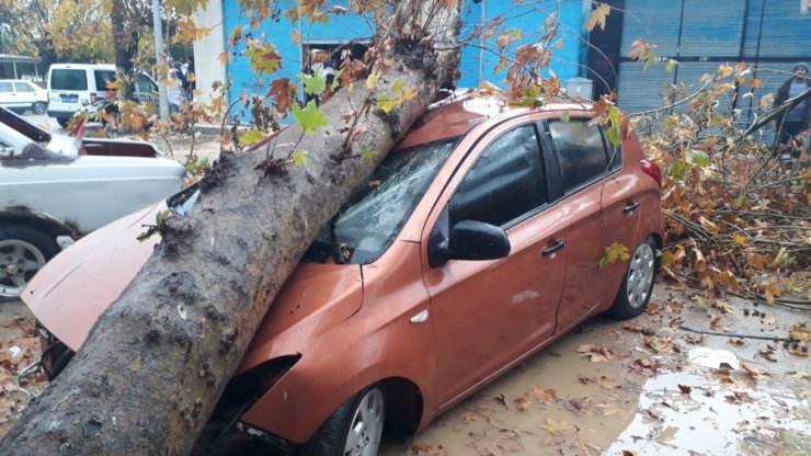 Fırtınanın devirdiği ağaç otomobili hurdaya çevirdi