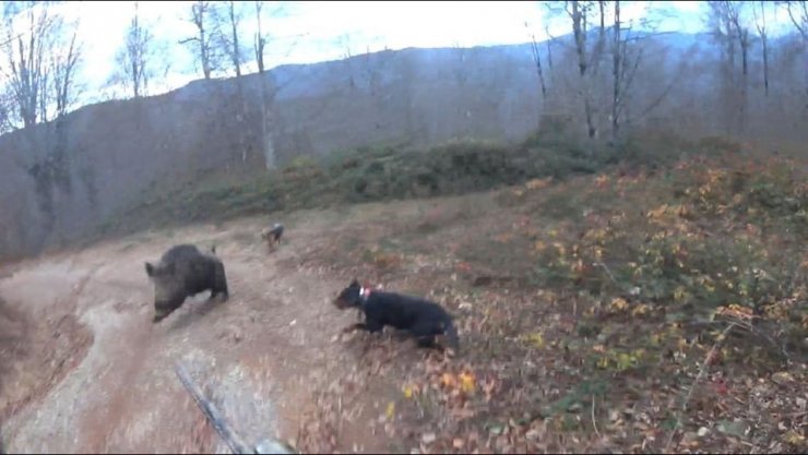 Avlamak istediği yaban domuzunun saldırısına uğrayan avcı ölümden döndü