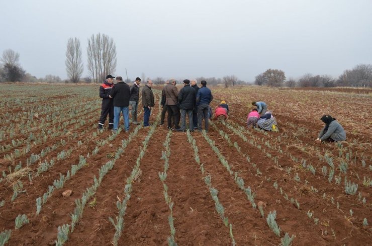 Bal üreticisine ’lavanta’ desteği: 75 dekar araziye lavanta dikildi