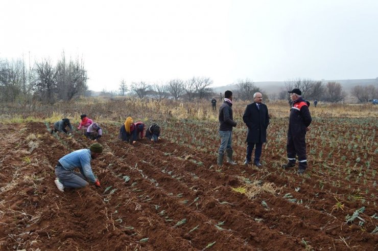 Bal üreticisine ’lavanta’ desteği: 75 dekar araziye lavanta dikildi
