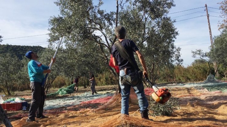 Kuraklık zeytin üreticisini vurdu