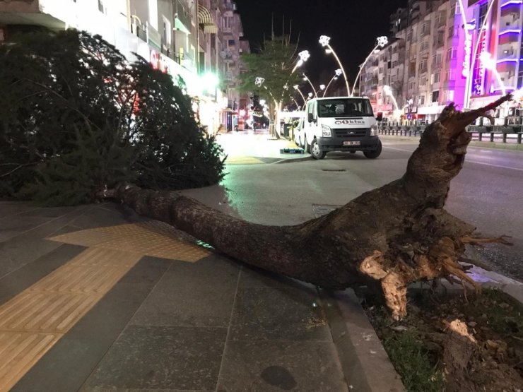 Tokat’ta fırtına ağaçları kökünden söktü
