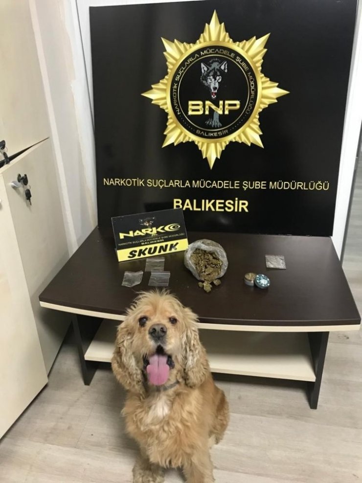 Dedektör köpek Baht’dan, tam isabet