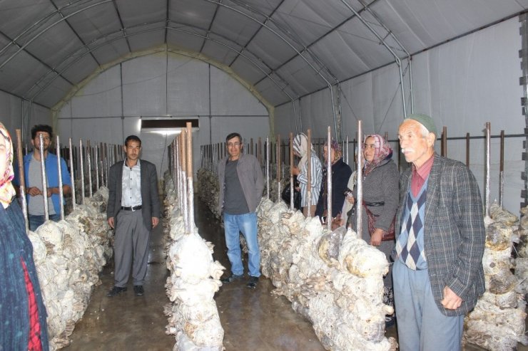 Isparta’da 53 bin metrekare alanda 5 bin ton mantar üretimi