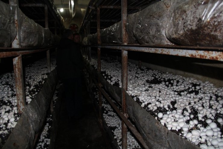 Isparta’da 53 bin metrekare alanda 5 bin ton mantar üretimi