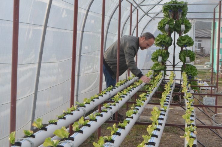 Kurduğu serada topraksız tarımla marul yetiştiriyor