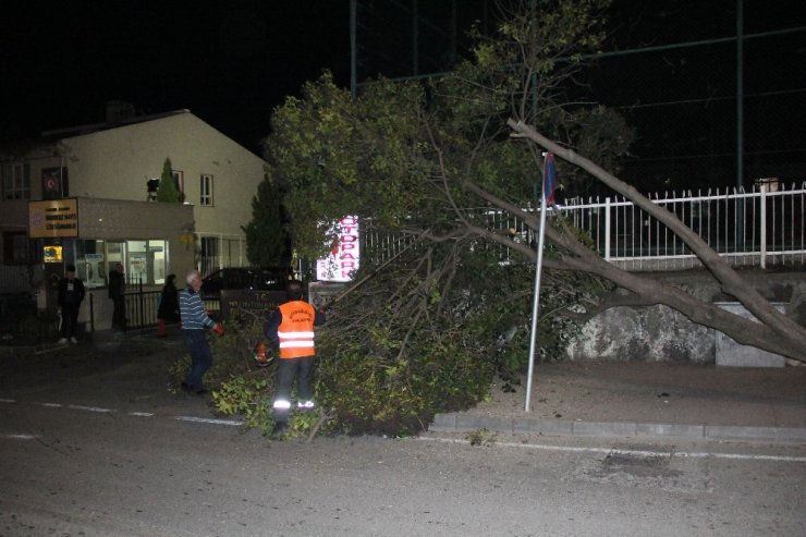 Samsun’da okul girişinde ağaç devrildi
