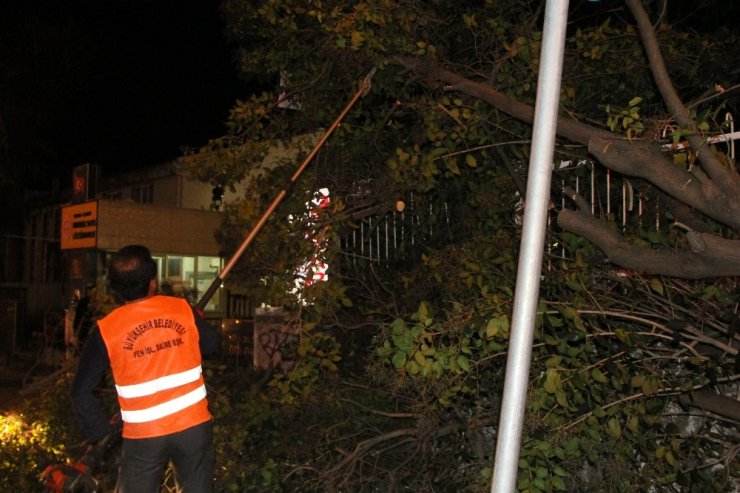 Samsun’da okul girişinde ağaç devrildi