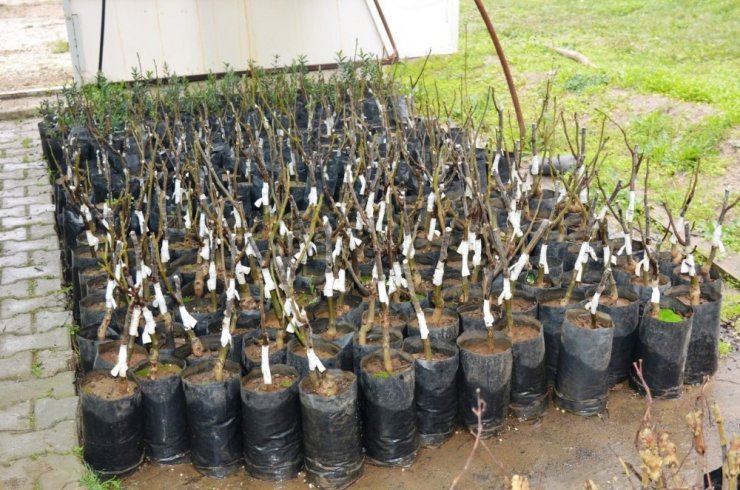 Yunusemre Belediyesinin üreticilere fidan desteği sürüyor