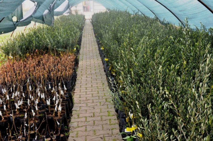 Yunusemre Belediyesinin üreticilere fidan desteği sürüyor