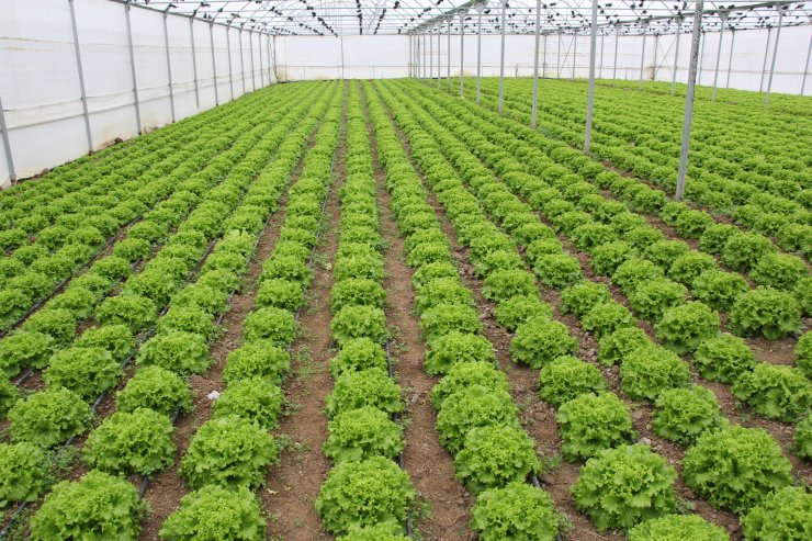 Beypazarı'nda Genç Çiftçi Projesi başarısı