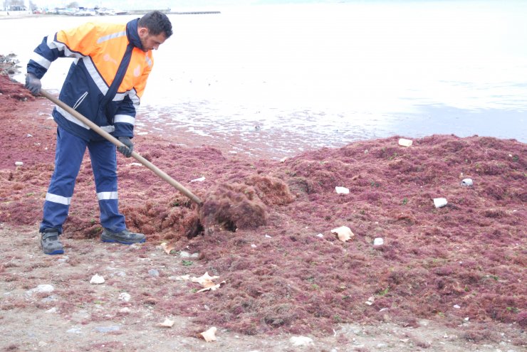 Kadıköy Caddebostan Sahili'ndeki yosunlar temizleniyor