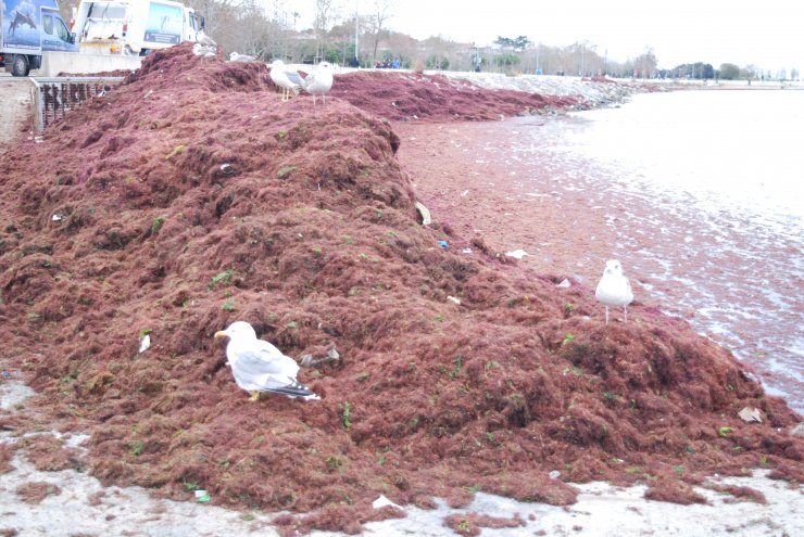 Kadıköy Caddebostan Sahili'ndeki yosunlar temizleniyor