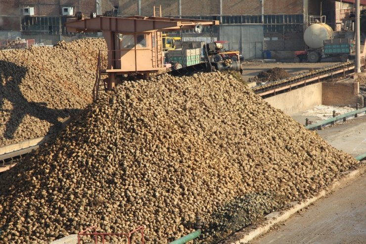 Malatya Şeker Fabrikasında 345 bin ton pancar işlendi