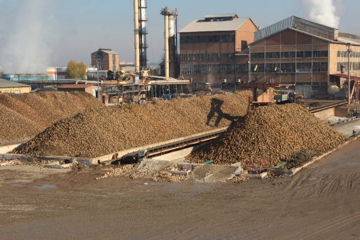 Malatya Şeker Fabrikasında 345 bin ton pancar işlendi