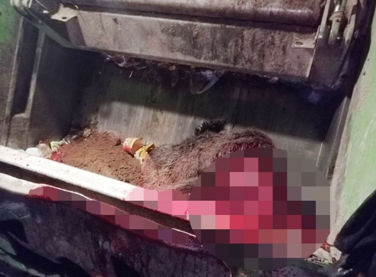 Yola fırlayan domuza çarpan otomobil kullanılamaz hale geldi