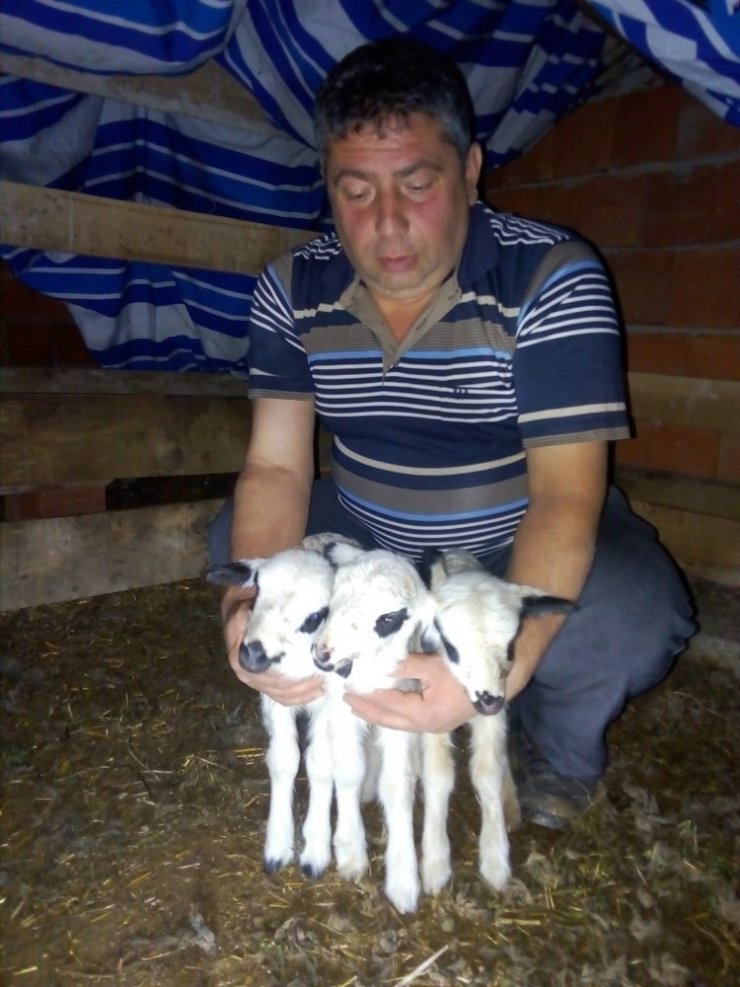 Ordu’da koyunlar kuzu makinesi gibi