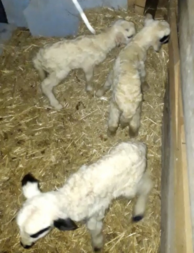 Ordu’da koyunlar kuzu makinesi gibi