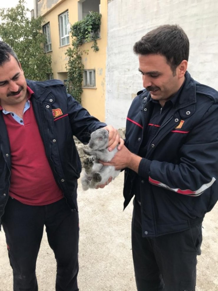 Bacanın içine düşen tavşan kurtarıldı
