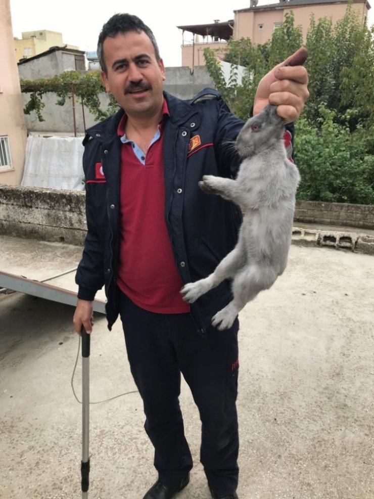 Bacanın içine düşen tavşan kurtarıldı