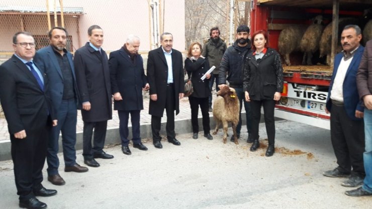 Milletvekili Arvas, “Küçükbaş hayvancılık Van için büyük bir sektördür”