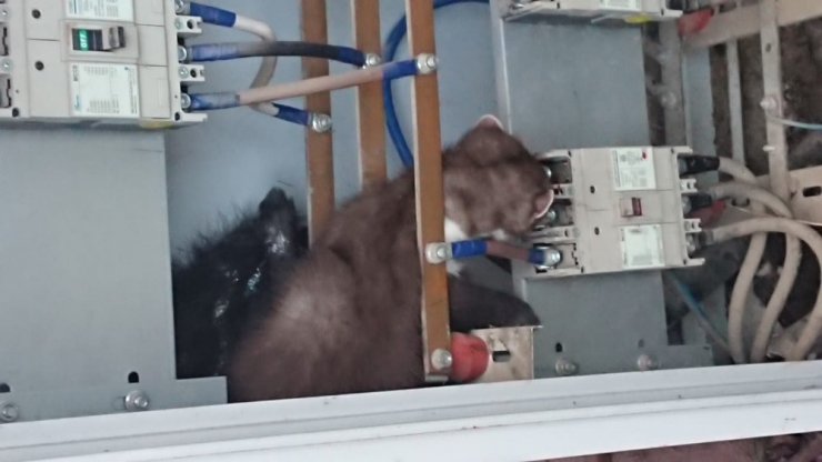 Isınmak için elektrik panosuna giren sansar akıma kapılıp öldü