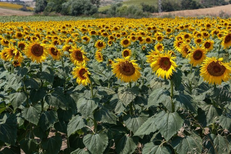 Avrupa Yatırım ve Kalkınma Bankası’ndan MAY Tohum’a yatırım desteği