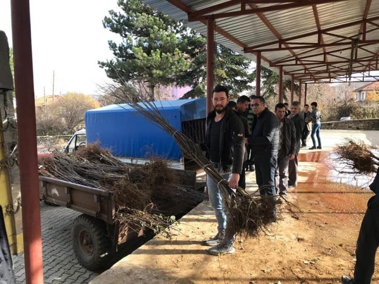 Kütahya İl Özel İdaresi’nden ayva fidanı desteği