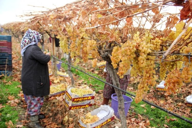 Yılbaşı üzümleri dalından sofralara ulaştırılacak