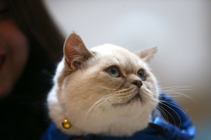 Engelli ve sokağa terk edilmiş kediler "güzellik"te yarıştı