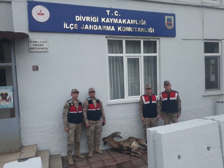 Yaban keçisi vuran avcıya 20 bin lira ceza