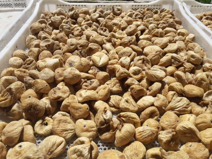 31 bin incir ihracatı 118 milyon dolar kazandırdı