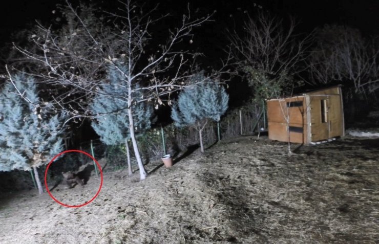 Koyunları çalındı sandı, görüntüleri izleyince şoke eden gerçek ortaya çıktı