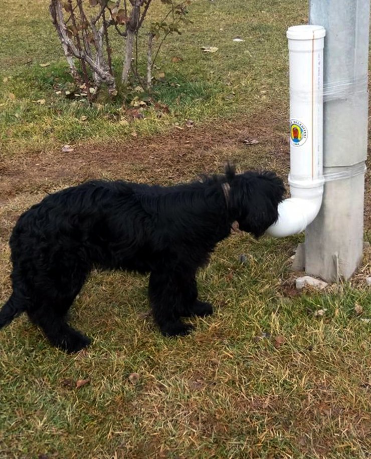 Nallıhan Belediyesi'nden sokak hayvanlarına yem