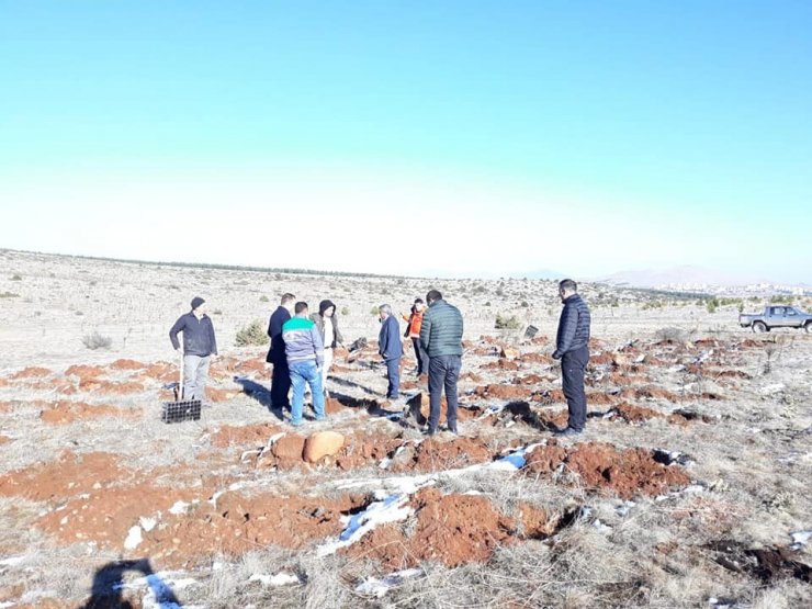 Altıntaş’ta alternatif ürün yetiştiriciliği