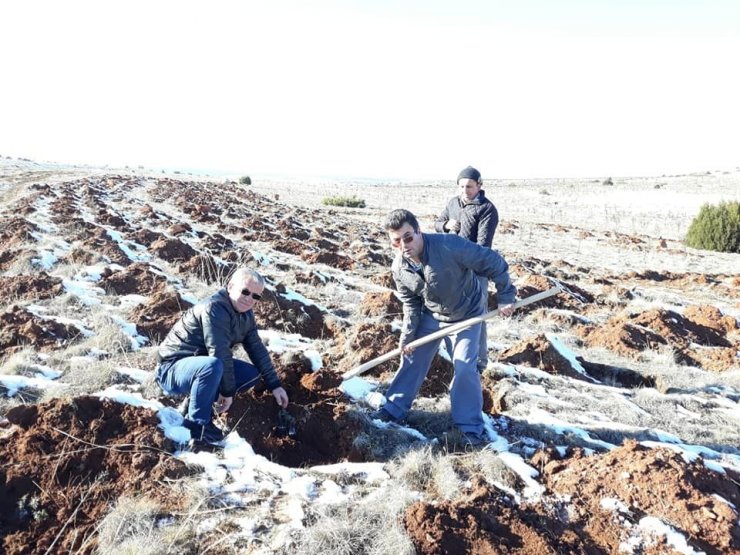 Altıntaş’ta alternatif ürün yetiştiriciliği