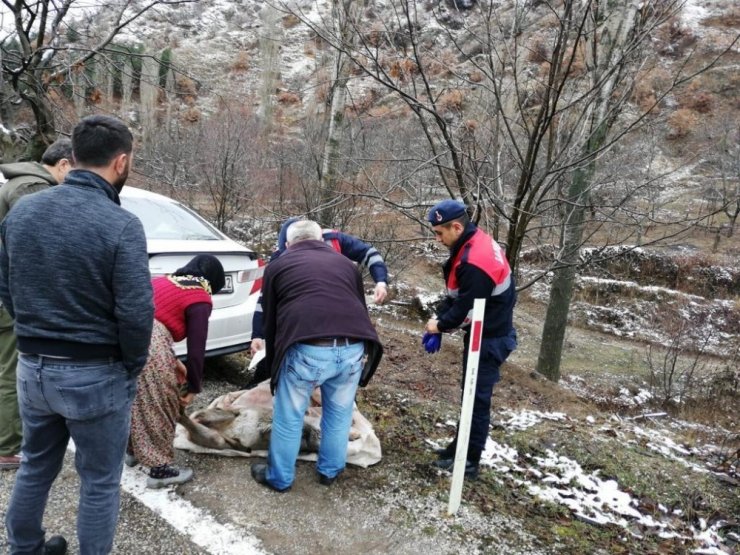 Yavru Karaca’ya Jandarma sahip çıktı