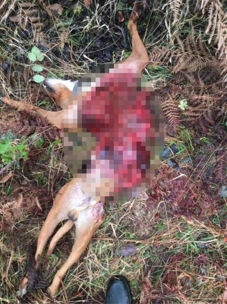 Aç kalan kurtlar, av köpeğini telef etti