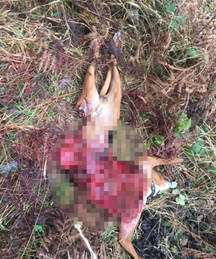 Aç kalan kurtlar, av köpeğini telef etti