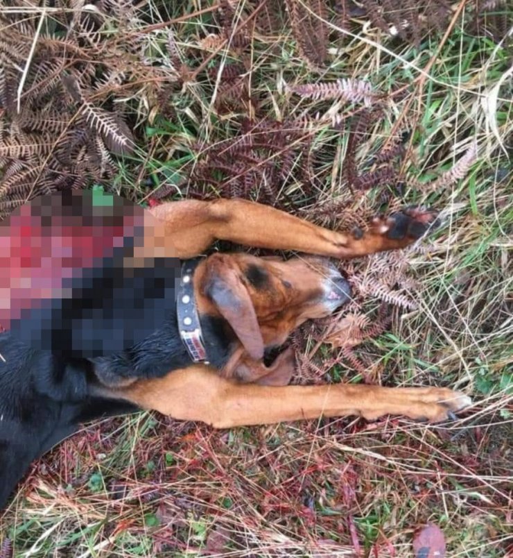Aç kalan kurtlar, av köpeğini telef etti